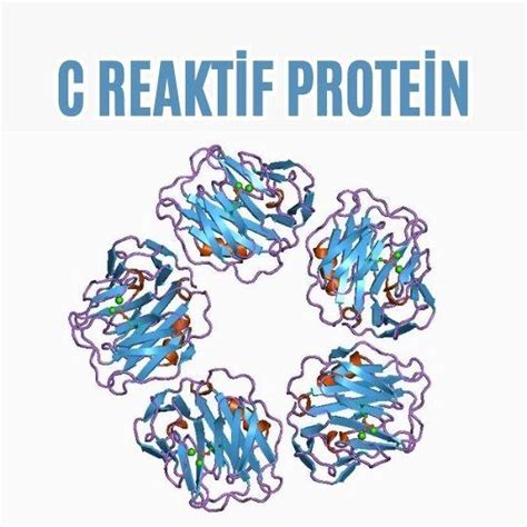 C reaktif protein yüksek çıkması